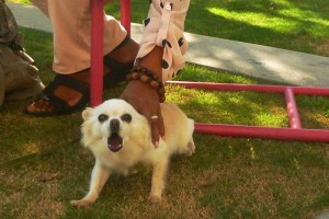hispanbci woman restrains her barking dog that showing his teeth 