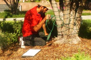 hispanic worker install lights on tree in Grand Park in downtown LA