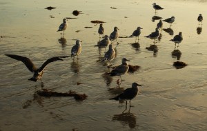 seagulls at shoreline, one flapping its wings