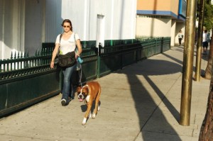 attracvie female walks her dog in Hollywood, Blvd